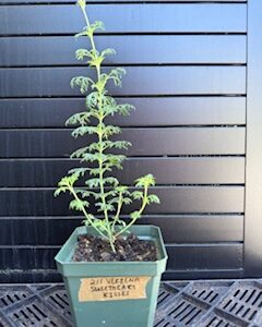 Verbena Sweetheart Kisses
